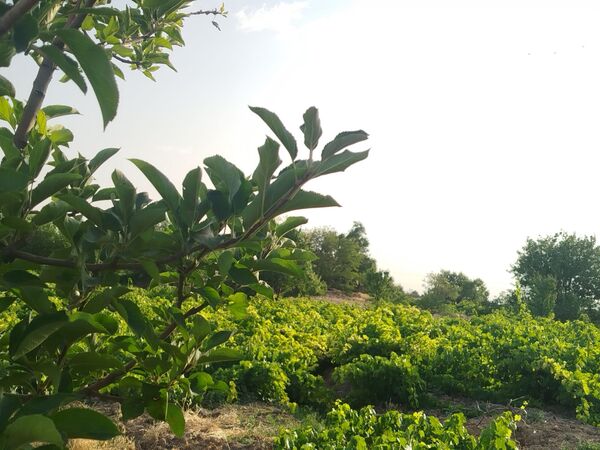گزکوه، قطب انگور خراسان شمالی 