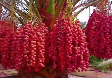 روز ملی خرما؛ نماد سلامت و اقتصاد