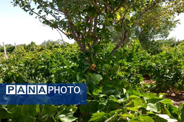 آغاز فصل برداشت انگور از باغات روستای گزکوه فاروج