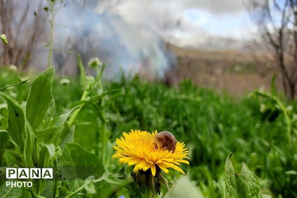 اولین شکوفه های بهاری در شهر بار نیشابور