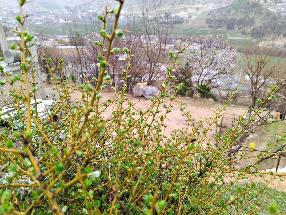  فصل بهار در میانکوه