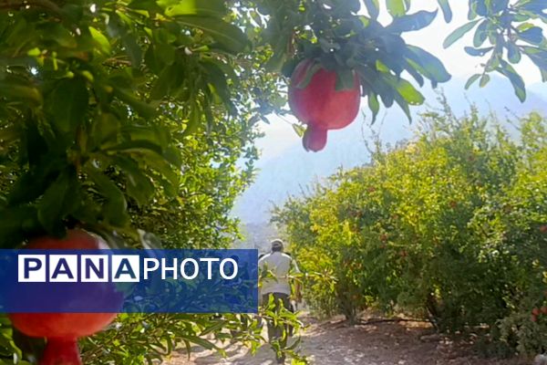 سومین جشنواره انار در دزپارت جشن رنگ و طعم در زاگرس