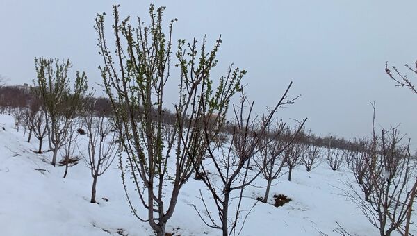 مناظر زیبای باغات روستای بوژمهران پس از بارش برف بهاری ۲۰ سانتیمتری 