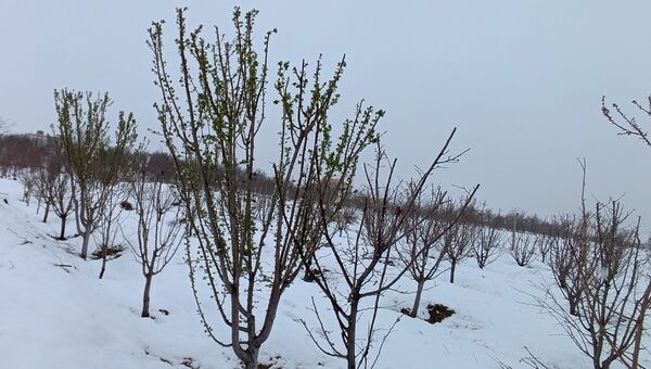 مناظر زیبای باغات روستای بوژمهران پس از بارش برف بهاری ۲۰ سانتیمتری 