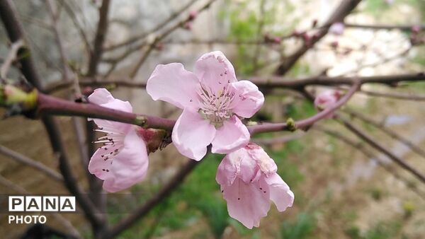 شکوفه‌های بهاری در بلندای زاگرس