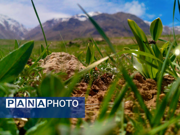 طبیعت بهاری، فرصتی برای سرزندگی روح 