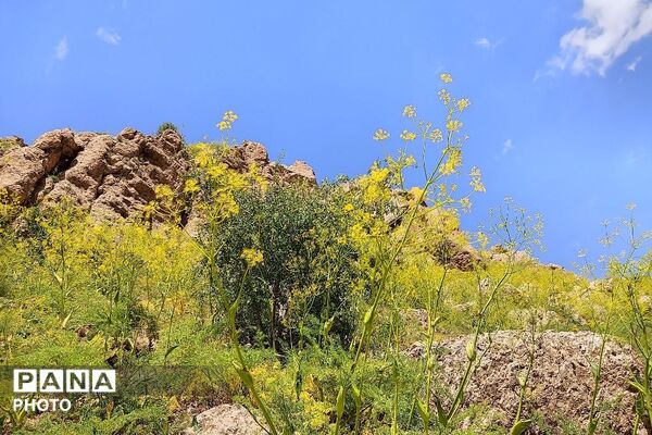 کوه های شهر بار ذخیره‌گاه گیاهان ارزشمند و کم نظیر دارویی 