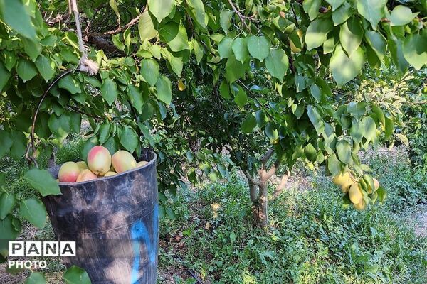 فصل چیدن یاقوت های چشم نواز در شهر بار نیشابور-۲ 