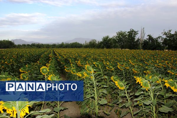 مزرعه آفتابگردان در سلماس