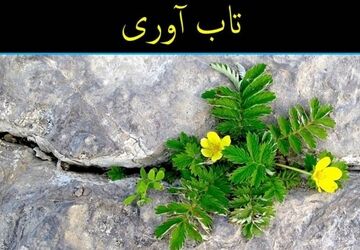 تاب‌آوری؛ چگونه در سختی‌ها قوی بمانیم؟