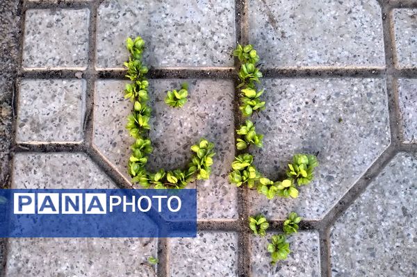 فصل بهار؛ آغاز پادشاهی سبزه و گل‌ها بر شهرستان بروجن