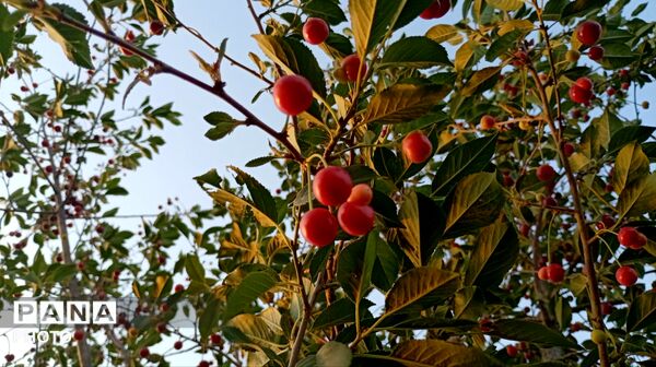 تضادِ سرخ و سبز؛ درنگی در باغ