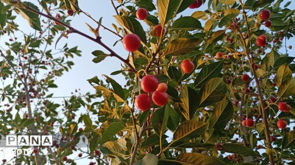تضادِ سرخ و سبز؛ درنگی در باغ