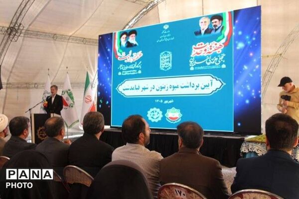 کاشت نهال زیتون در بام قیامدشت