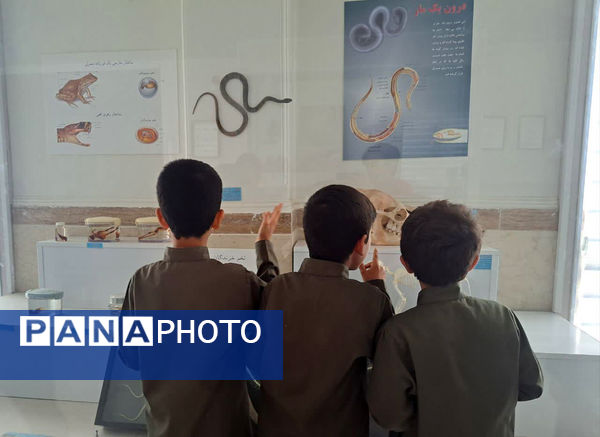 بازدید دانش‌آموزان مدرسه شهدای غزه (1) قم از نمایشگاه تاکسیدرمی کانون پردیسان