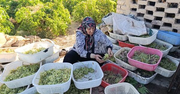 برداشت ۳۰ هزار تن انگور از تاکستان‌های ترشیز