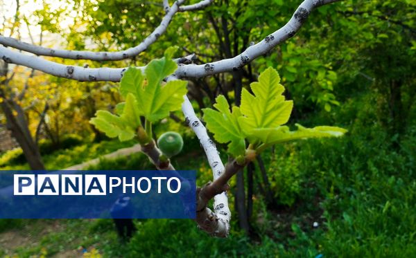 روستای شلیل نگین سرسبزی در دل کوه‌های میانکوه