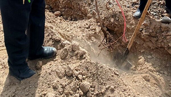 کاشت درخت توسط خادمیاران رضوی در شهرستان خلیل‌آباد 