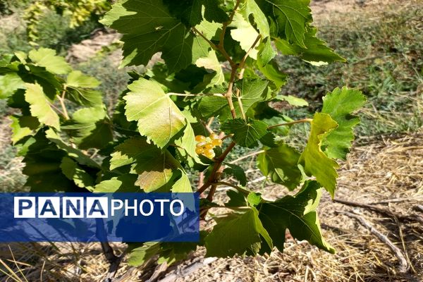 آغاز فصل برداشت انگور از باغات روستای گزکوه فاروج