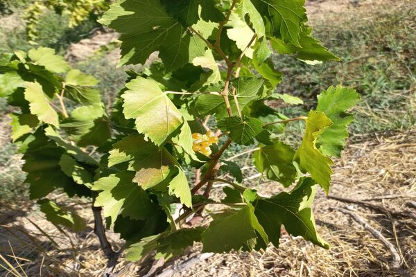 آغاز فصل برداشت انگور از باغات روستای گزکوه فاروج