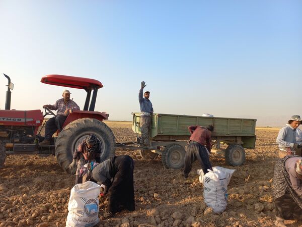 برداشت محصول سیب زمینی در روستای داغیان