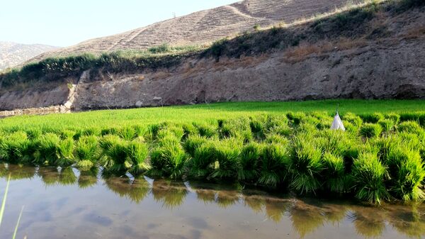کاشت برنج در روستای بیدله 