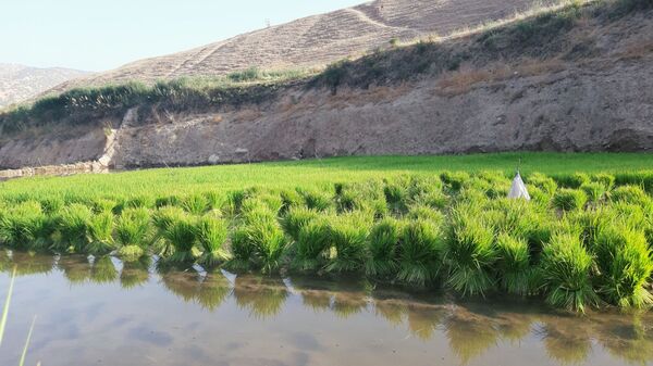 کاشت برنج در روستای بیدله 