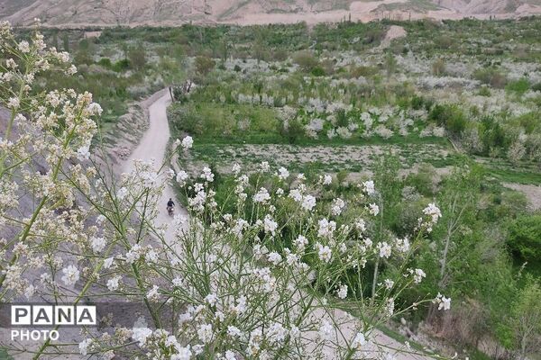 حال و هوای شهر بار نیشابور در فصل زیبای بهار