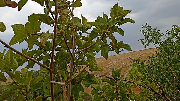 اولین بارش تابستانه در روستای کینک