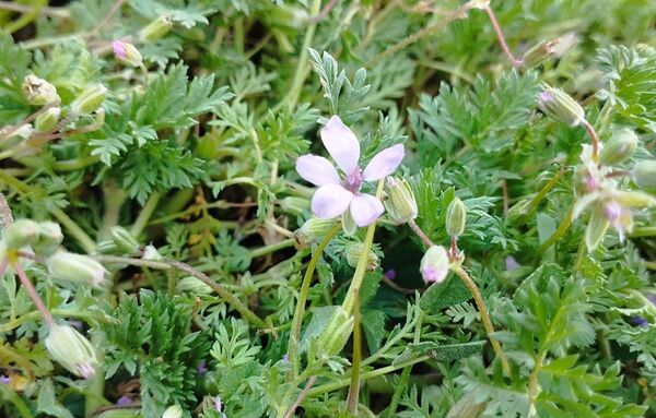 روستای شلیل نگین سرسبزی در دل کوه‌های میانکوه