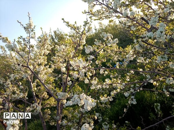 رویش شکوفه ها در روستای فرخ آباد