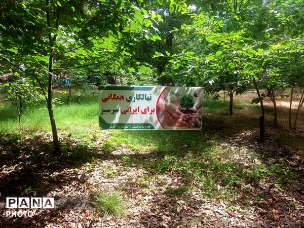 سرو ایران در آزادشهر ریشه دواند