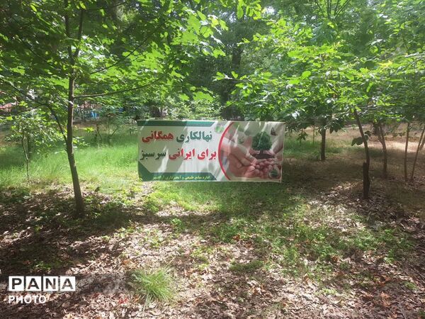 سرو ایران در آزادشهر ریشه دواند
