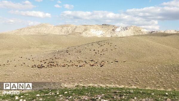 کوه های گچین میزبان بهار شدند 