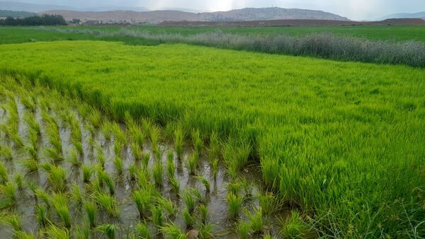 برنج‌کاری در لردگان؛ نماد زندگی و فرهنگ محلی