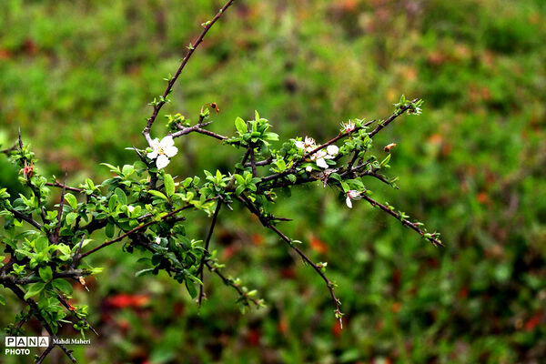 شکوفه‌های بهاری 