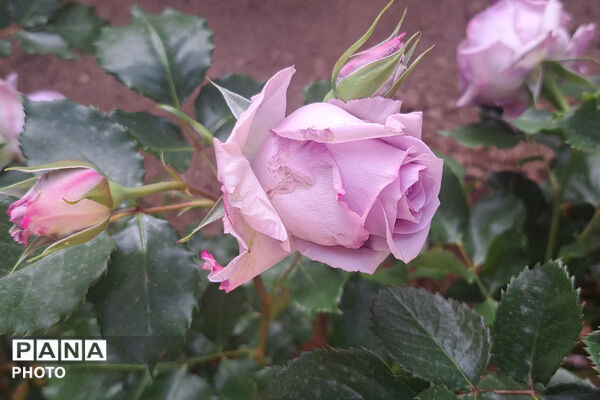گل‌های زیبای بهاری