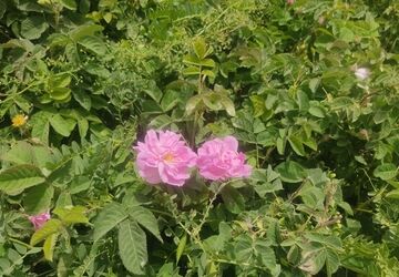 گل محمدی نگین سرخ در چلیچه