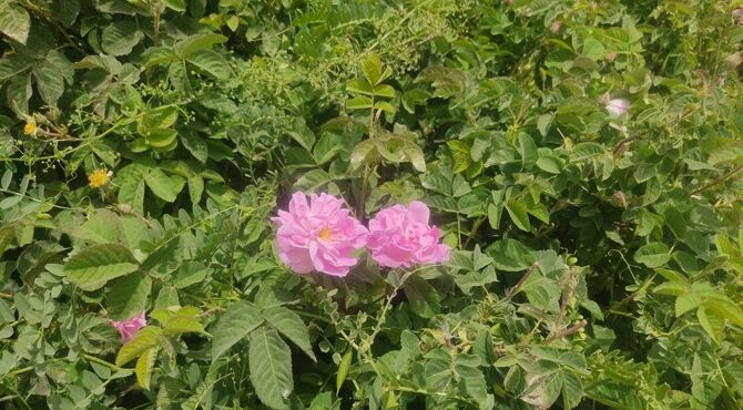 گل محمدی نگین سرخ در چلیچه