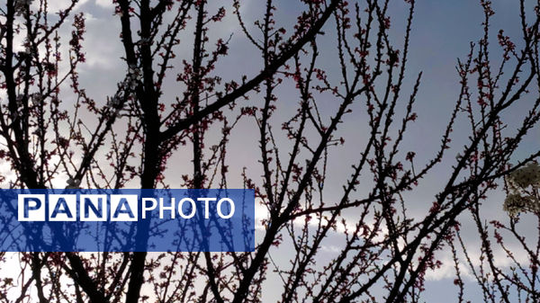 طبیعت بهاری، فرصتی برای سرزندگی روح 