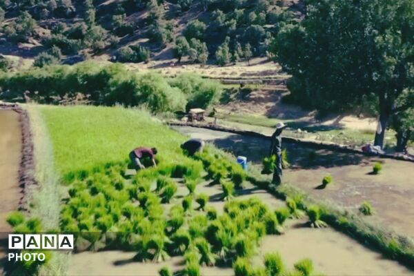 برنجکاری در پلبریده