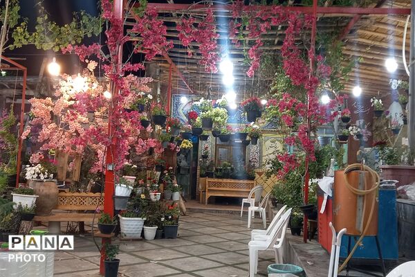 آغاز سمفونی گل و گلاب در مهد گل محمدی