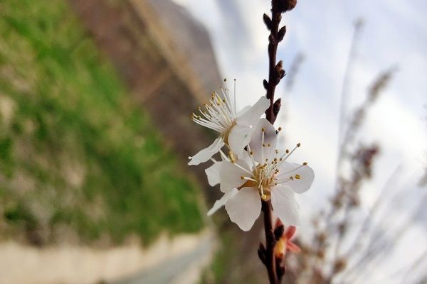 رویداد آیین باستانی سیزده بدر نیشابور در روز طبیعت از  قاب خبرنگاران پانا