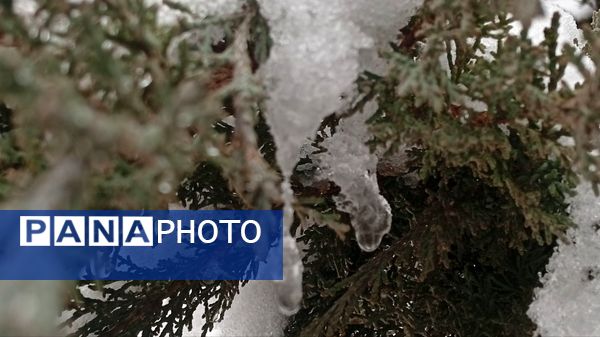 گرداب بن زیر چتر سپید برف