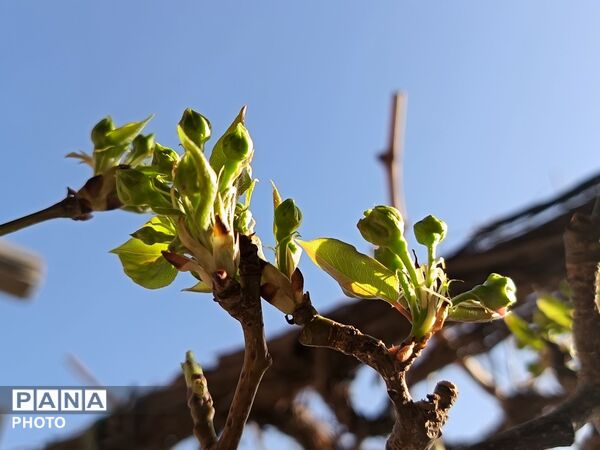 رویش شکوفه های امید در فصل بهار روستای برزنون 