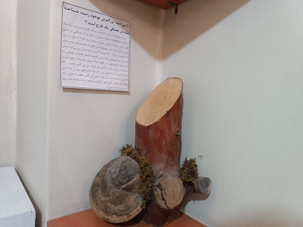 گام خبرنگاران در مسیر تنوع زیستی