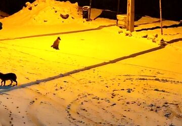 بارش زیبای برف شبانگاهی در شهر بار نیشابور 