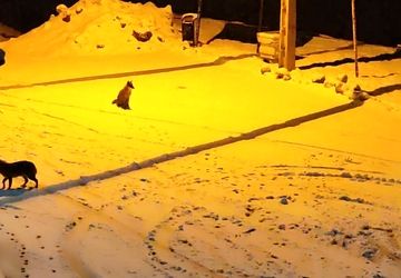 بارش زیبای برف شبانگاهی در شهر بار نیشابور 