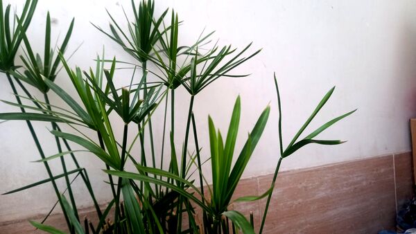 بارش  باران پاییزی در نیشابور