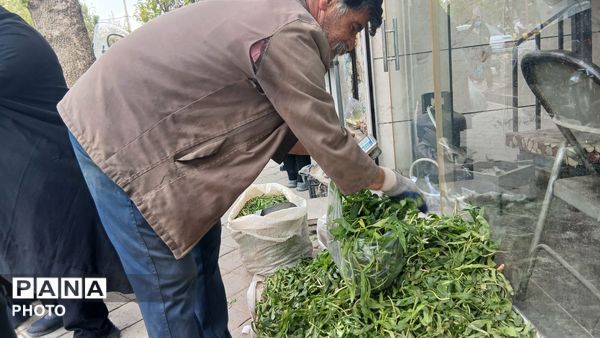 عطر بهار در کوهستان های تویسرکان؛ رویش سبزیجات